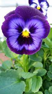 The Home Depot Destin Fl Home Depot Flowers Pansies