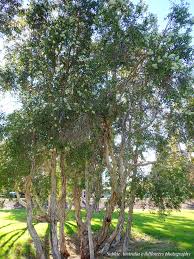 Image result for Melaleuca quinquenervia