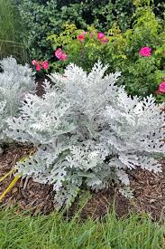 The flowers grow upright in large cluste. How To Grow Dusty Miller In The Garden Gardener S Path