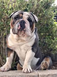 Seal, chocolate, blue, black, lilac, white, fawn, and brindle. The New English Bulldog True Color Bulls De Bulldoggen Nebkc Ev