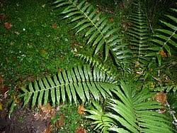 Image result for Pneumatopteris afra