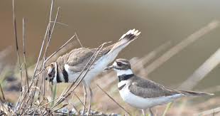 Lake shore nest and eggs of a killdeer. Killdeer A Noisy Bird That Calls Its Name Bonners Ferry Herald