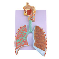 Human Respiratory System Anatomy Model Lung Anatomy Respiratory System Embossed Model Buy Respiratory System Alveolus Pulmonis Model Respiratory System Model Human Respiratory System Model Product On Alibaba Com