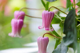 We did not find results for: Flowering Vines These Climbers Grow Fast And Add Color Sunset Sunset Magazine