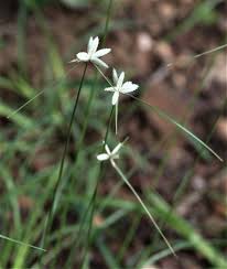 Image result for Cyperus niveus