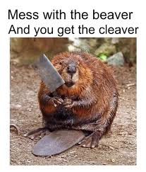 Mess With The Beaver Funny Funny Animals Canada Memes
