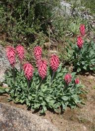 Image result for Vahlia capensis