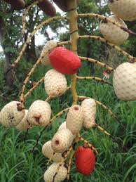 Image result for Eremospatha cuspidata