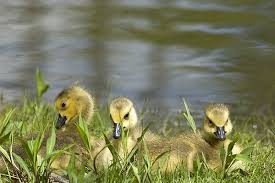 We did not find results for: Find A Feathered Visitor Nesting In Your Yard Here S What To Do And Not To Do Outdoornews