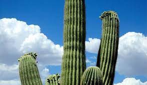 Perhaps you are trying to cover something up. Why Is A Cactus Dreaming Interpretation Of Sleep Cactus In Dream Books