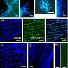 We did not find results for: Novel Fluorochromes Label Tonoplast In Living Plant Cells And Reveal Changes In Vacuolar Organization After Treatment With Protein Phosphatase Inhibitors Request Pdf