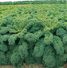 Image result for Brassica