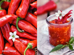 Piment D Espelette Selbst Anbauen Pflanzen Chili Sauce Rezept Gefullte Paprikaschoten Chili Chutney Chili Sauce