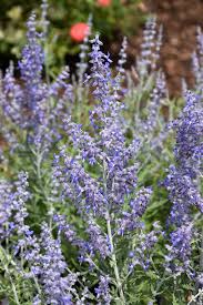 Image result for Perovskia atriplicifolia lacey blue photo