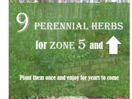 Apr 15, 2021 · hardiness zones are the usda's general guidelines of the temperatures a plant can survive. 9 Perennial Herbs For Zones 5 And Higher Dengarden