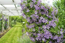 There are plenty of ways to grow clematis on structures in your yard. Arabella Clematis