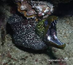 Just like the titular creatures from the alien film franchise, moray eels possess a second set of jaws in their throats, making them a nightmare to prey! Moray Eel