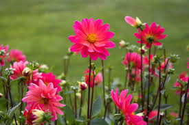 Same day delivery · 24/7 customer service · 2018 stevie silver winner 50 Most Beautiful Flower Pictures And Photos