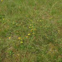 Image result for Asparagus krebsianus