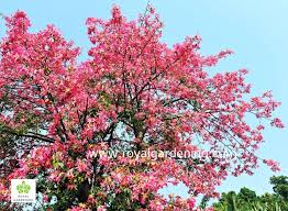 Check spelling or type a new query. Chorisia Speciosa Tropical Trees Buy Chorisia Speciosa Silk Floss Tree Ceiba Speciosa Product On Alibaba Com