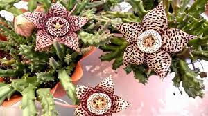 Lotus's color are vary, start from red, pink and purple. Stapelia Flower Care 4 Giant Cactus Starfish Plant Growing Tips