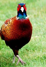 3:15 klaus müller 10 750 просмотров. Fasan In Garten Foto Bild Tiere Wildlife Wild Lebende Vogel Bilder Auf Fotocommunity