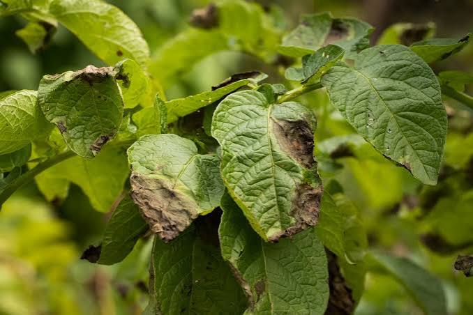 Potato blight (phytophthora infestans) | Cropaia
