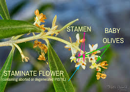 Processing tips will be sent with. Olive Flowering Pollination And Fruit Set Factors The Olive Oil Source