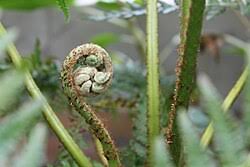Image result for Cyathea capensis