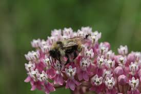 Image result for Bombus flavidus