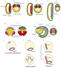 A slight bulge distinguishes the anterior end of the nerve cord. Evolutionary Origin Of The Notochord Neupsy Key