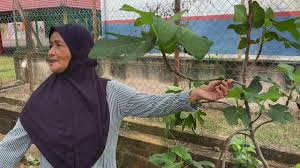 Begitu juga dengan cara penanaman yang nyata berbeza mengikut jenis orkid, jadi anda perlu penjagaan yang sangat 'berdisiplin' ini membantu orkid di taman kediaman kekal menarik atau tidak. Cara Tanam Pokok Orkid Dan Tips Penjagaan Youtube