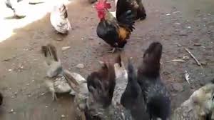 Check spelling or type a new query. Ternak Ayam Serama Asli Untuk Pemula Inilah Info