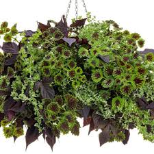 Image result for Helichrysum lineare