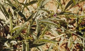 Image result for Ipomoea coscinosperma