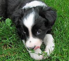 Buddy The Border Collie Says Come Hither Border Collie Puppies Collie Puppies Border Collie