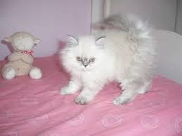 Ragdoll kittens has outstanding ragdoll cats and ragdoll kittens for sale. Blue Eyes Ragdoll Kitten 10 Weeks Old For Sale In Rochester New York Classified Americanlisted Com