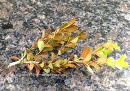 Its effects appear ahead of new growth in the spring, when leaves on the tips of infected branches turn red, then bronze and finally yellow. Why Your Box Hedge Is Turning Bronze The Quarter Acre Blog