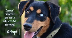 We make a difference in the lives of over 40,000 pets each year. Welcome