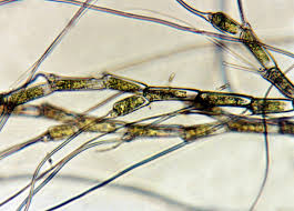 Image result for Bulbostylis microelegans