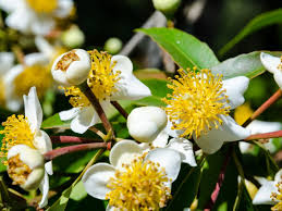 Image result for Calophyllum