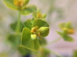Image result for Euphorbia platycephala