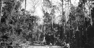 Image result for Pleioceras gilletii