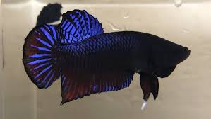 Betta Young Plakat Fighter Vip 479 Malaysia Male 3 Betta Betta Fish Siamese Fighting Fish