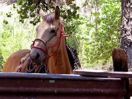 He is gentle for anybody that wants to ride him. File Buckskin Horse 2590398035 Jpg Wiktionary