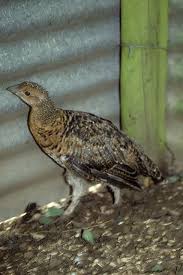 Image result for Caperonia serrata