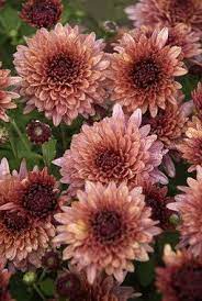 Mum Royal Glamour Bluestone Perennials Flowers Perennials Mums Flowers Perennials