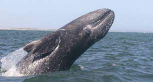 Epic Whale Watching Season Begins Fans Returning To Shore With Pictures And Smiles The Duchess Yacht Charter Marina De Gray Whale Whale Whale Migration