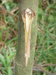 Wound repair, laceration repair, laceration. Tree Wound Dressing Information On Using Dressing On Tree Wounds