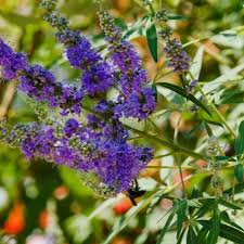 Image result for Vitex franceseana